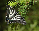 swallowtail small graphic